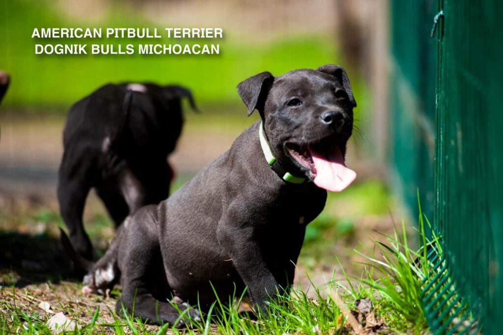 American pitbull terrier puppy Dognik Bulls Michoacan for sale