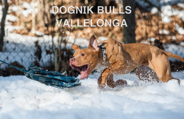 Американский питбультерьер Dognik Bulls Vallelonga. Питомник питбулей Европа- Dognik Bulls. В нашем питомнике американских питбультерьеров Dognik Bulls можно купить щенка питбуля с документами, родословной, микрочипом. Доставка щенков питбуля по всему миру
