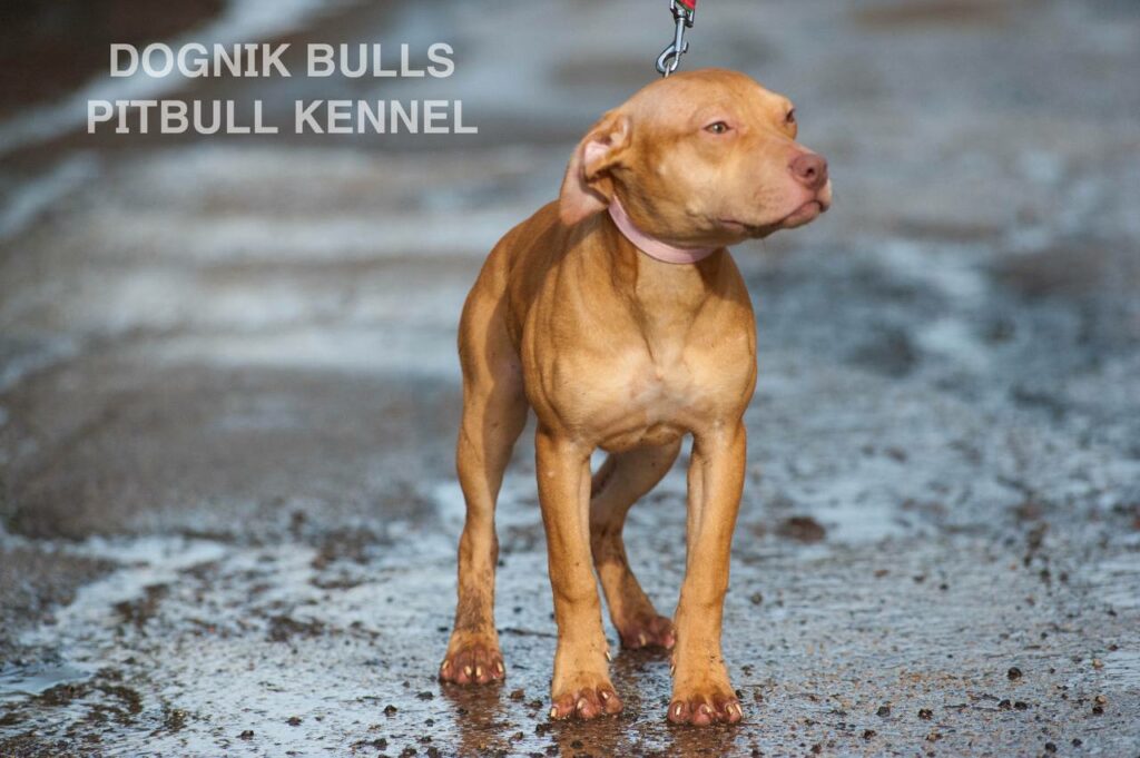 American pitbull terrier puppies for sale. Pitbull kennel Europe- Dognik Bulls. Breeding Millers Wild Storm aka Castle x Dognik Bulls Indiana. Pitbull puppies ready for reservation. With pedigree. Located in Europe