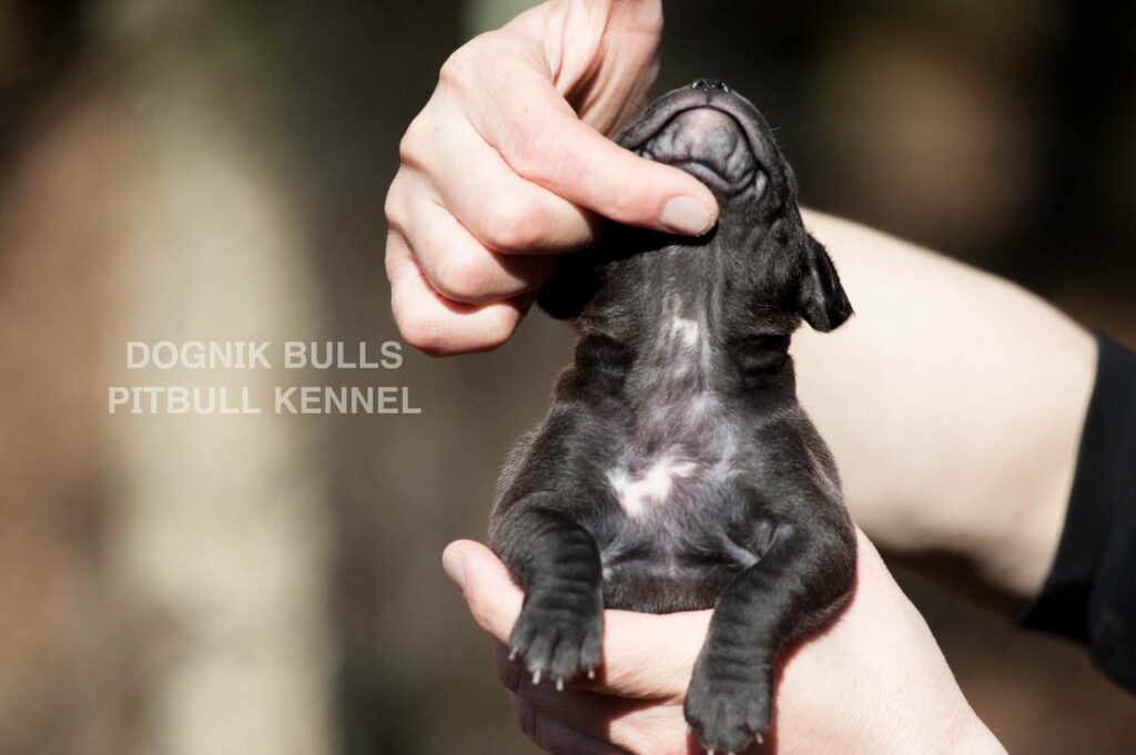 American pitbull terrier puppies from European kennel Dognik Bulls. Colours: black pitbull terrier, brindle pitbull terrier. Breeding american pitbull terriers: Dognik Bulls Godena x Dognik Bulls Gangstas Paradise