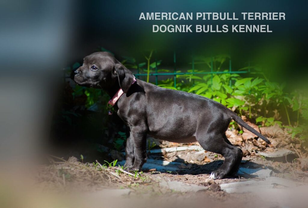 Black american pitbull terrier puppy for sale. Borm in Dognik Bulls kennel, Europe. Dewormed, vaccinated, EU pet passport, documents, pedigree