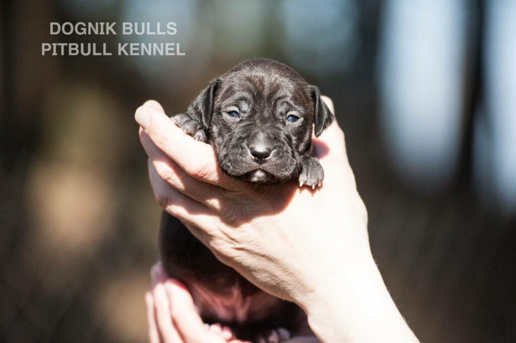 American pitbull terrier puppies from European kennel Dognik Bulls. Colours: black pitbull terrier, brindle pitbull terrier. Breeding american pitbull terriers: Dognik Bulls Godena x Dognik Bulls Gangstas Paradise