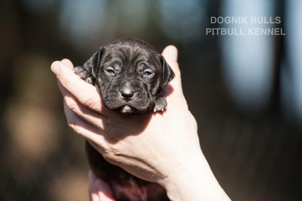 American pitbull terrier puppies from European kennel Dognik Bulls. Colours: black pitbull terrier, brindle pitbull terrier. Breeding american pitbull terriers: Dognik Bulls Godena x Dognik Bulls Gangstas Paradise
