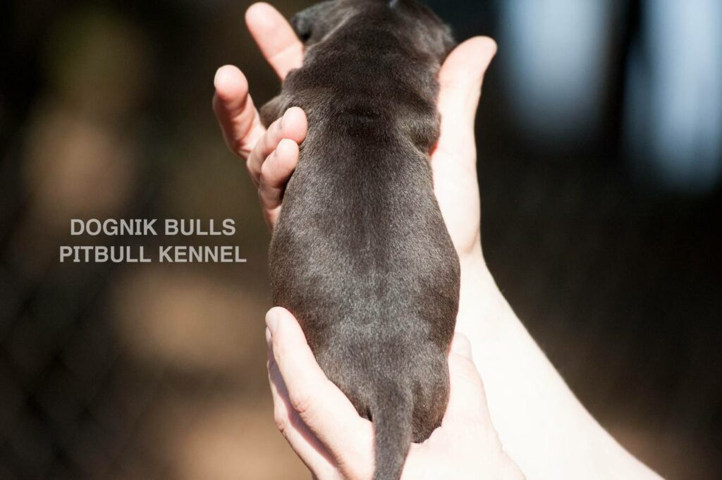 American pitbull terrier puppies from European kennel Dognik Bulls. Colours: black pitbull terrier, brindle pitbull terrier. Breeding american pitbull terriers: Dognik Bulls Godena x Dognik Bulls Gangstas Paradise