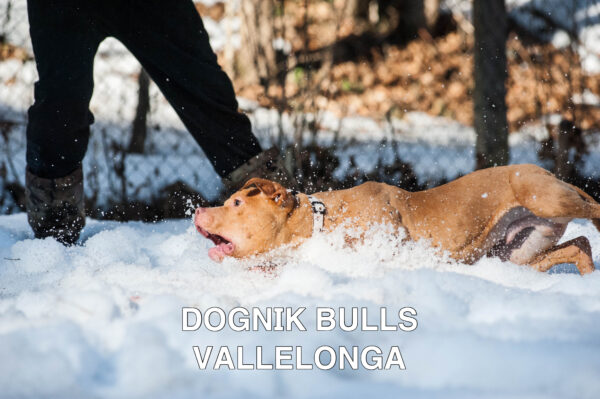 Американский питбультерьер Dognik Bulls Vallelonga. Питомник питбулей Европа- Dognik Bulls. В нашем питомнике американских питбультерьеров Dognik Bulls можно купить щенка питбуля с документами, родословной, микрочипом. Доставка щенков питбуля по всему миру
