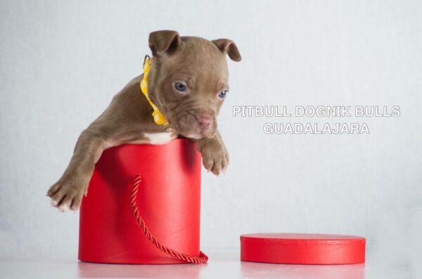 American pitbull terrier puppies for sale from Dognik Bulls kennel in Europe. Shipping worldwide.