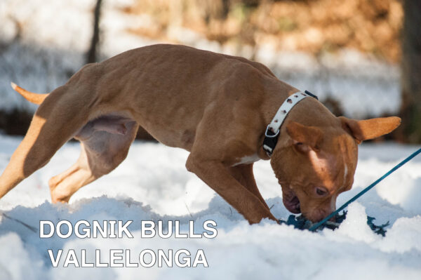 Американский питбультерьер Dognik Bulls Vallelonga. Питомник питбулей Европа- Dognik Bulls. В нашем питомнике американских питбультерьеров Dognik Bulls можно купить щенка питбуля с документами, родословной, микрочипом. Доставка щенков питбуля по всему миру
