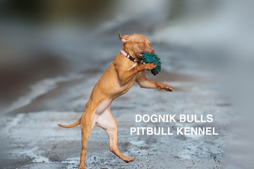 American pitbull terrier puppies for sale. Pitbull kennel Europe- Dognik Bulls. Breeding Millers Wild Storm aka Castle x Dognik Bulls Indiana. Pitbull puppies ready for reservation. With pedigree. Located in Europe