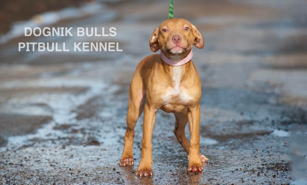 American pitbull terrier puppies for sale. Pitbull kennel Europe- Dognik Bulls. Breeding Millers Wild Storm aka Castle x Dognik Bulls Indiana. Pitbull puppies ready for reservation. With pedigree. Located in Europe