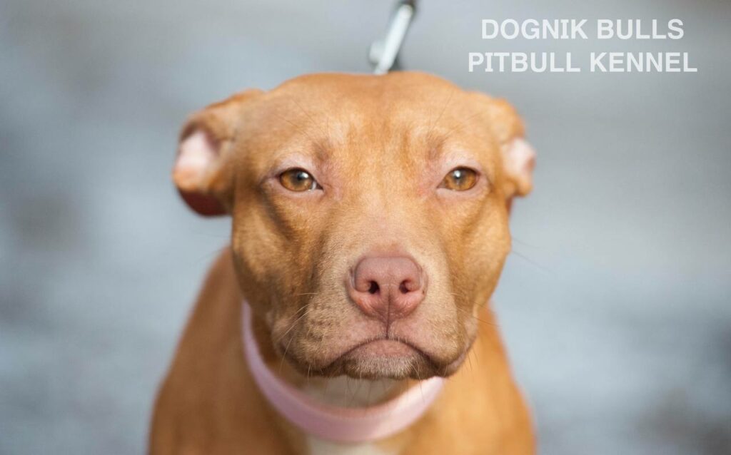 American pitbull terrier puppies for sale. Pitbull kennel Europe- Dognik Bulls. Breeding Millers Wild Storm aka Castle x Dognik Bulls Indiana. Pitbull puppies ready for reservation. With pedigree. Located in Europe