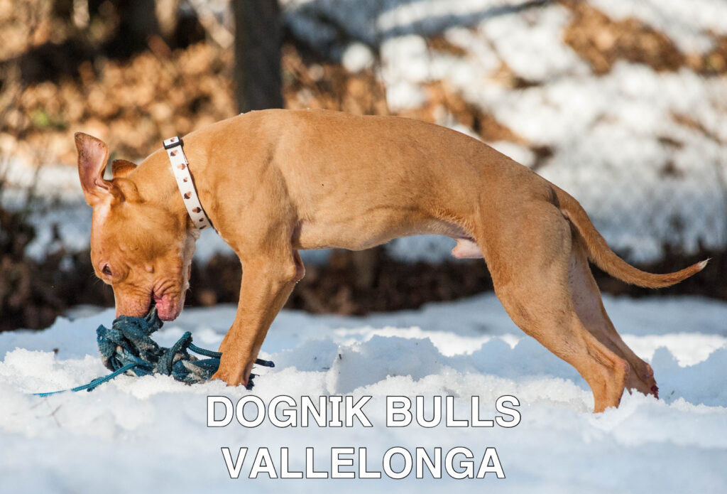 Американский питбультерьер Dognik Bulls Vallelonga. Питомник питбулей Европа- Dognik Bulls. В нашем питомнике американских питбультерьеров Dognik Bulls можно купить щенка питбуля с документами, родословной, микрочипом. Доставка щенков питбуля по всему миру
