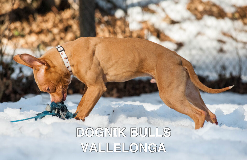 Американский питбультерьер Dognik Bulls Vallelonga. Питомник питбулей Европа- Dognik Bulls. В нашем питомнике американских питбультерьеров Dognik Bulls можно купить щенка питбуля с документами, родословной, микрочипом. Доставка щенков питбуля по всему миру