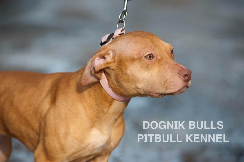 American pitbull terrier puppies for sale. Pitbull kennel Europe- Dognik Bulls. Breeding Millers Wild Storm aka Castle x Dognik Bulls Indiana. Pitbull puppies ready for reservation. With pedigree. Located in Europe