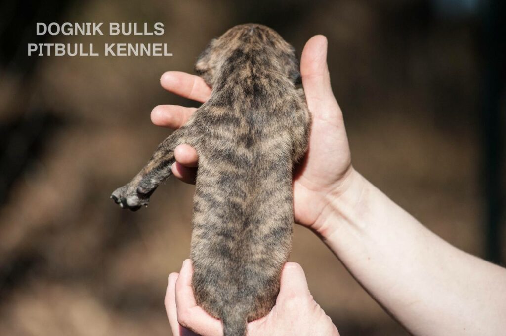 American pitbull terrier puppies from European kennel Dognik Bulls. Colours: black pitbull terrier, brindle pitbull terrier. Breeding american pitbull terriers: Dognik Bulls Godena x Dognik Bulls Gangstas Paradise