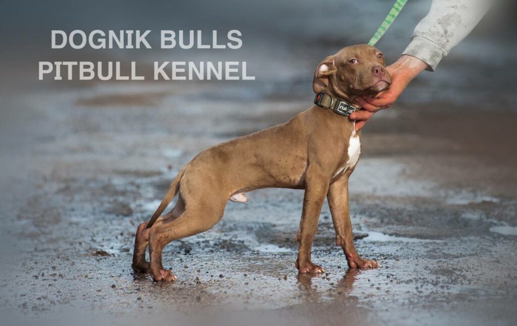 American pitbull terrier puppies for sale. Pitbull kennel Europe- Dognik Bulls. Breeding Millers Wild Storm aka Castle x Dognik Bulls Indiana. Pitbull puppies ready for reservation. With pedigree. Located in Europe