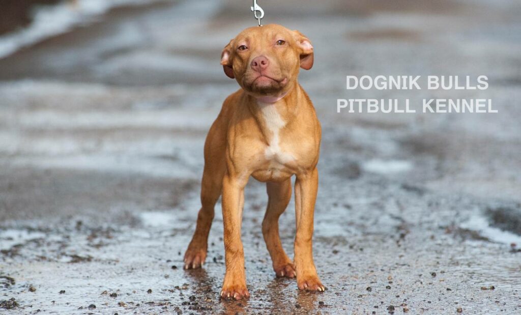 American pitbull terrier puppies for sale. Pitbull kennel Europe- Dognik Bulls. Breeding Millers Wild Storm aka Castle x Dognik Bulls Indiana. Pitbull puppies ready for reservation. With pedigree. Located in Europe