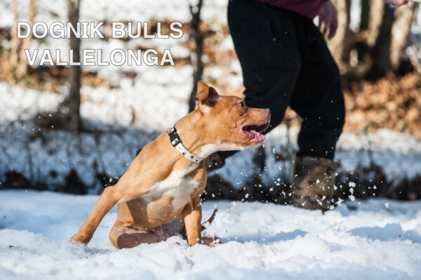 Американский питбультерьер Dognik Bulls Vallelonga. Питомник питбулей Европа- Dognik Bulls. В нашем питомнике американских питбультерьеров Dognik Bulls можно купить щенка питбуля с документами, родословной, микрочипом. Доставка щенков питбуля по всему миру
