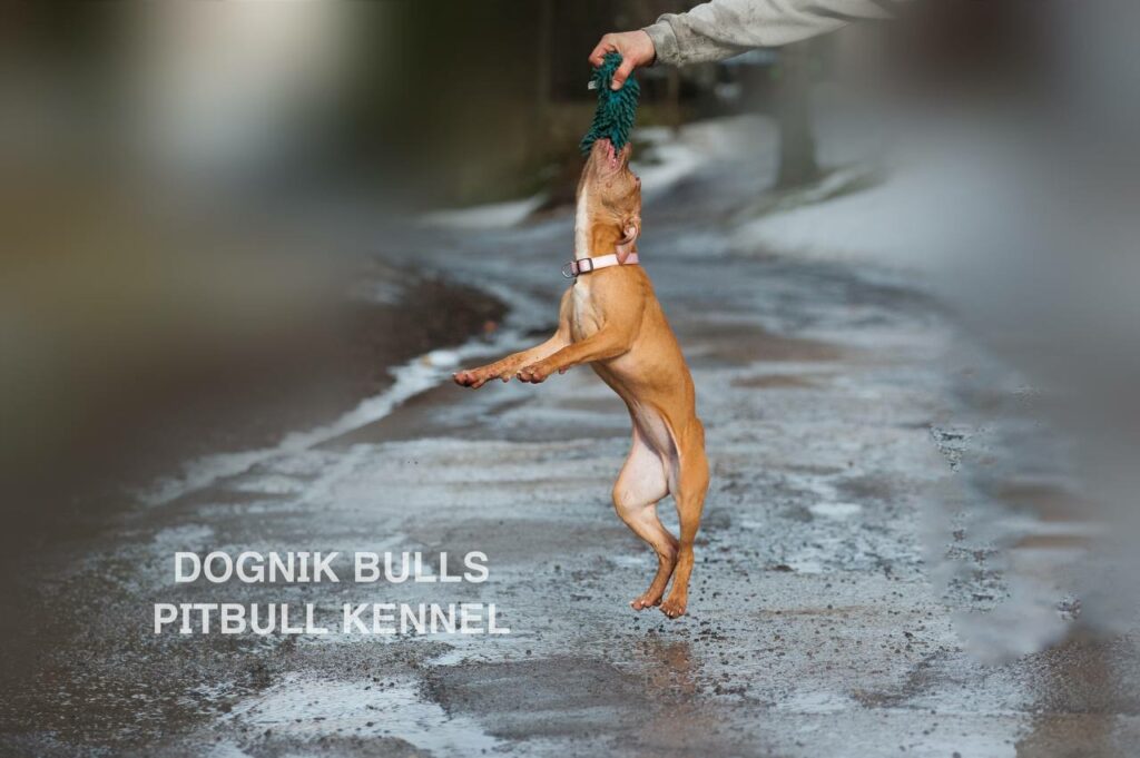 American pitbull terrier puppies for sale. Pitbull kennel Europe- Dognik Bulls. Breeding Millers Wild Storm aka Castle x Dognik Bulls Indiana. Pitbull puppies ready for reservation. With pedigree. Located in Europe