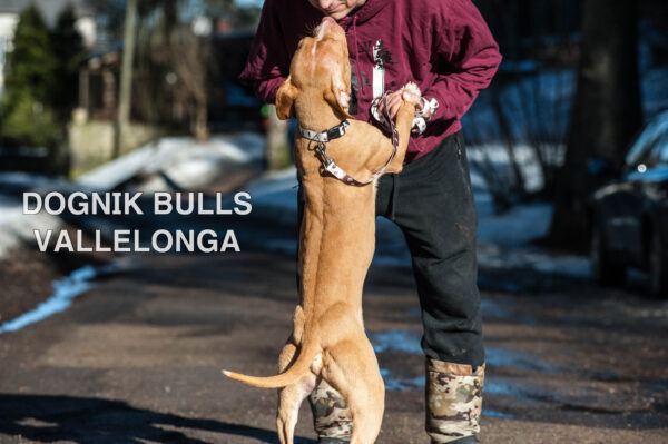 Американский питбультерьер Dognik Bulls Vallelonga. Питомник питбулей Европа- Dognik Bulls. В нашем питомнике американских питбультерьеров Dognik Bulls можно купить щенка питбуля с документами, родословной, микрочипом. Доставка щенков питбуля по всему миру
