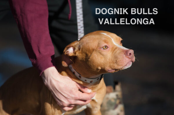 Американский питбультерьер Dognik Bulls Vallelonga. Питомник питбулей Европа- Dognik Bulls. В нашем питомнике американских питбультерьеров Dognik Bulls можно купить щенка питбуля с документами, родословной, микрочипом. Доставка щенков питбуля по всему миру
