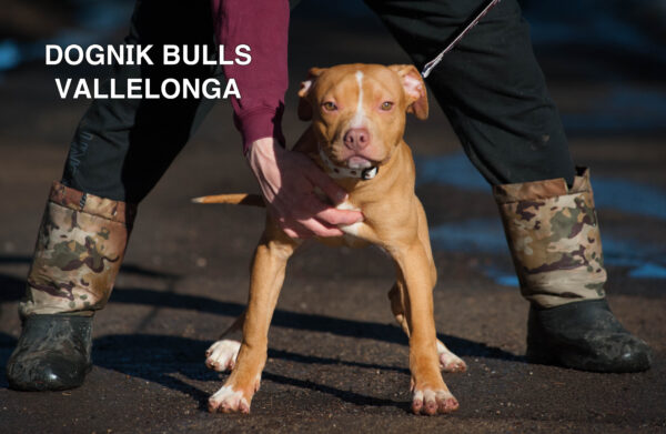 Американский питбультерьер Dognik Bulls Vallelonga. Питомник питбулей Европа- Dognik Bulls. В нашем питомнике американских питбультерьеров Dognik Bulls можно купить щенка питбуля с документами, родословной, микрочипом. Доставка щенков питбуля по всему миру

