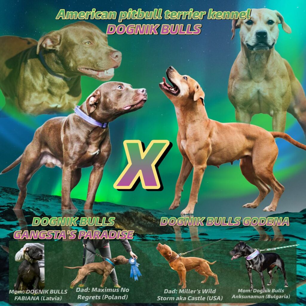 Dognik Bulls american pitbull terrier breeding 2026/ We have pitbull puppies for sale in Europe right now. Delivery in any part of Europe.