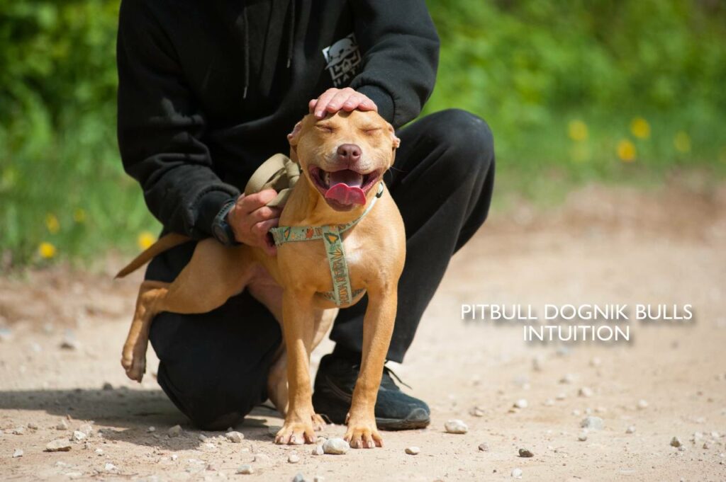 American pitbull terrier puppy Dognik Bulls Intuition for sale right now. Parents: Millers Wild Storm aka Castle x Dognik Bulls Indiana. Vaccinated, with microchip, EUpet passport, ADBA pedigree. Price 700-2000 euros. Located in Latvia, but we do shipping all over Europe. Oficial registered ADBA kennel Dognik Bulls american pitbull terrier