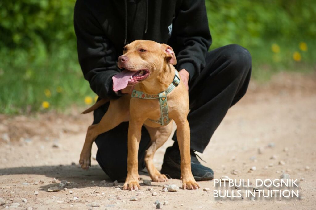 American pitbull terrier puppy Dognik Bulls Intuition for sale right now. Parents: Millers Wild Storm aka Castle x Dognik Bulls Indiana. Vaccinated, with microchip, EUpet passport, ADBA pedigree. Price 700-2000 euros. Located in Latvia, but we do shipping all over Europe. Oficial registered ADBA kennel Dognik Bulls american pitbull terrier
