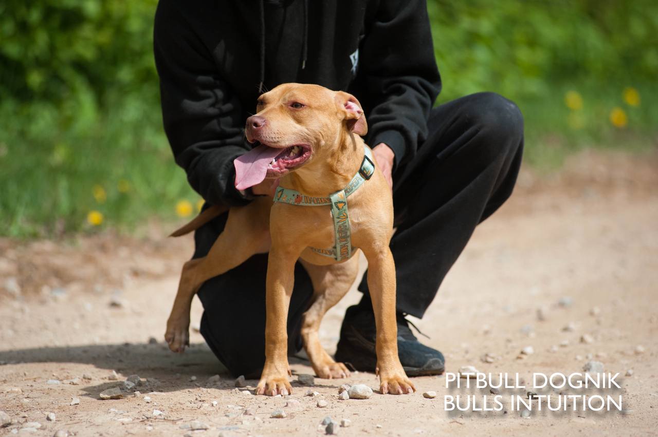 American pitbull terrier puppy Dognik Bulls Intuition for sale right now. Parents: Millers Wild Storm aka Castle x Dognik Bulls Indiana. Vaccinated, with microchip, EUpet passport, ADBA pedigree. Price 700-2000 euros. Located in Latvia, but we do shipping all over Europe. Oficial registered ADBA kennel Dognik Bulls american pitbull terrier