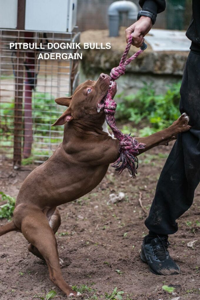 American pitbullterrier Dognik Bulls Adergain. 10 months old. Dewormed, full vaccinated, ADBA pedigree, EU pet passport, microchipped. This pitbull puppy for sale, reday to go. Located in Latvia. Shipping worldwide