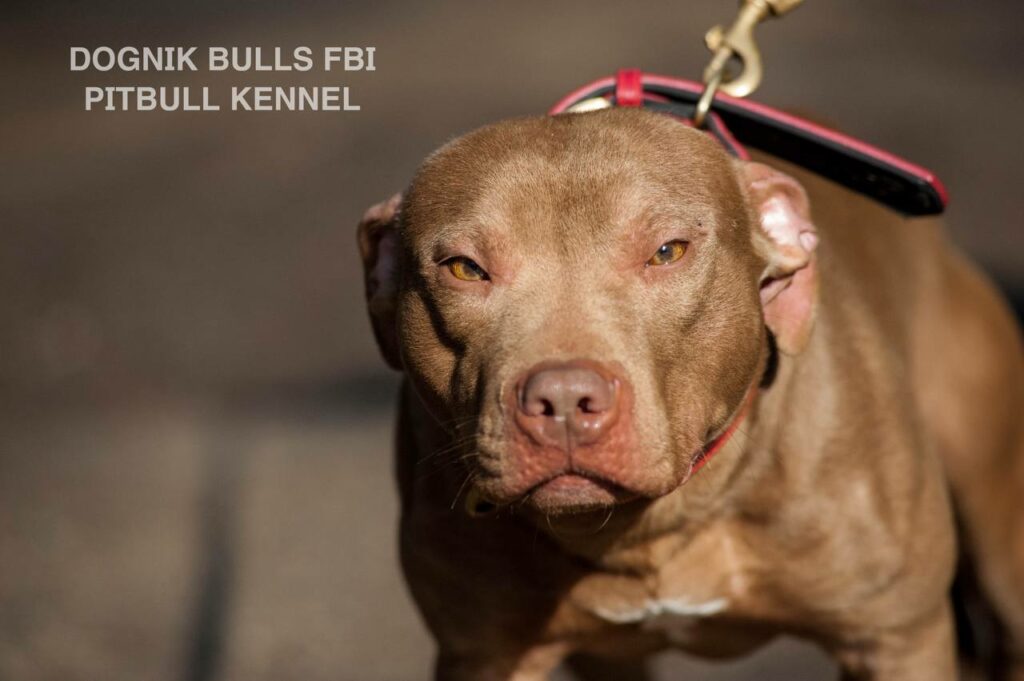 American pitbull terrier Dognik Bulls FBI. Open for stud for approved pitbull females only. Located in Latvia, European Union