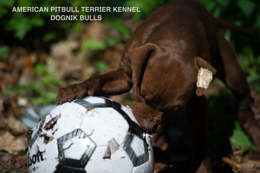 American pitbull terrier kennel "Dognik Bulls" kennel. We have pitbull puppies available now for sale in Europe. Shipping worldwide. With ADBA pedigree