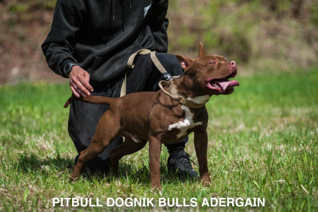 American pitbullterrier Dognik Bulls Adergain. 10 months old. Dewormed, full vaccinated, ADBA pedigree, EU pet passport, microchipped. This pitbull puppy for sale, reday to go. Located in Latvia. Shipping worldwide