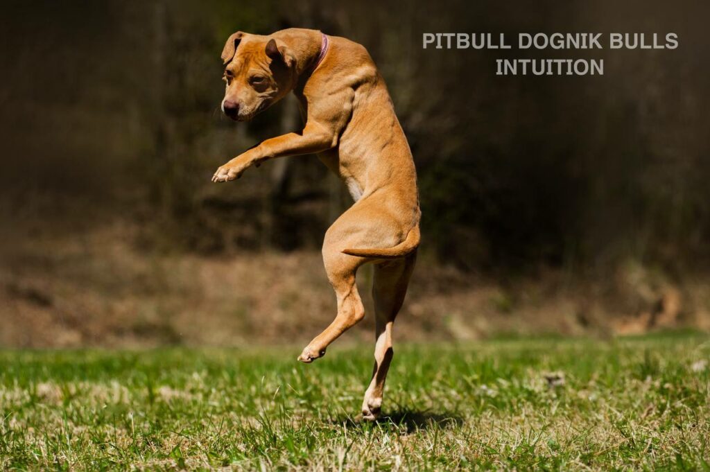 American pitbull terrier Dognik Bulls Intuition. Born in Dognik Bulls kennel. This pitbull female for sale