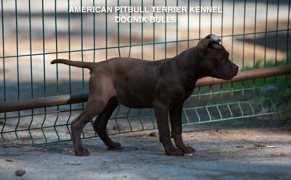 American pitbull terrier kennel "Dognik Bulls" kennel. We have pitbull puppies available now for sale in Europe. Shipping worldwide. With ADBA pedigree