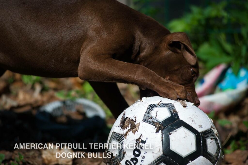 American pitbull terrier kennel "Dognik Bulls" kennel. We have pitbull puppies available now for sale in Europe. Shipping worldwide. With ADBA pedigree