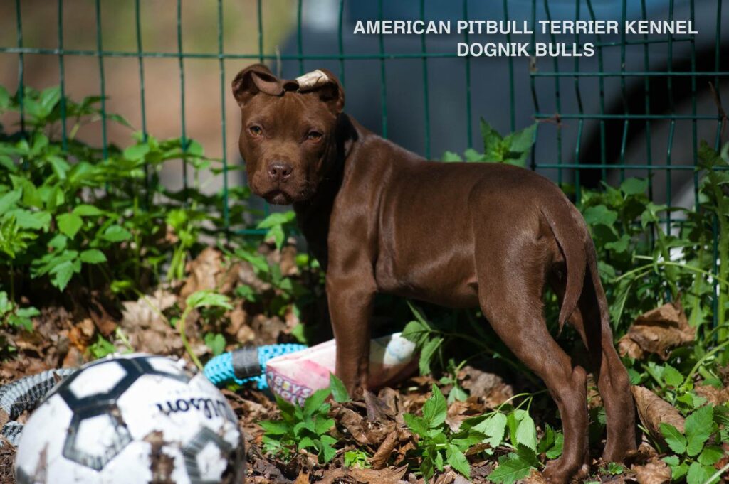 American pitbull terrier kennel "Dognik Bulls" kennel. We have pitbull puppies available now for sale in Europe. Shipping worldwide. With ADBA pedigree