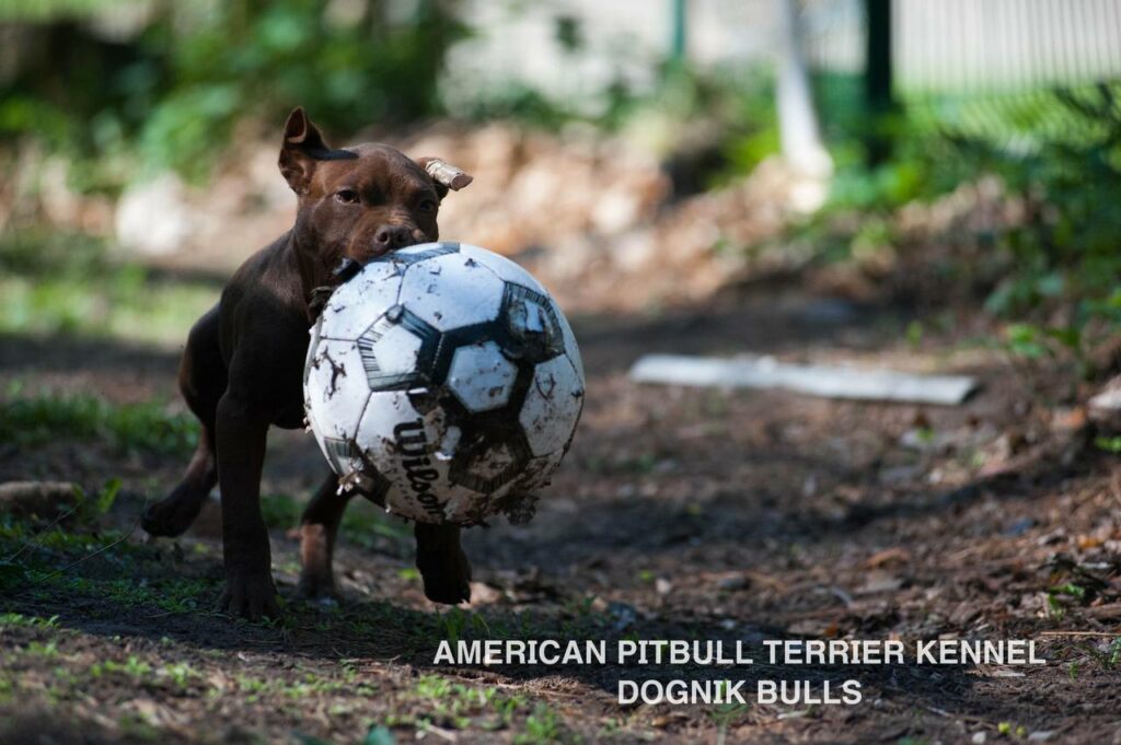 American pitbull terrier kennel "Dognik Bulls" kennel. We have pitbull puppies available now for sale in Europe. Shipping worldwide. With ADBA pedigree