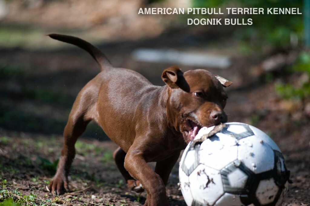 American pitbull terrier kennel "Dognik Bulls" kennel. We have pitbull puppies available now for sale in Europe. Shipping worldwide. With ADBA pedigree