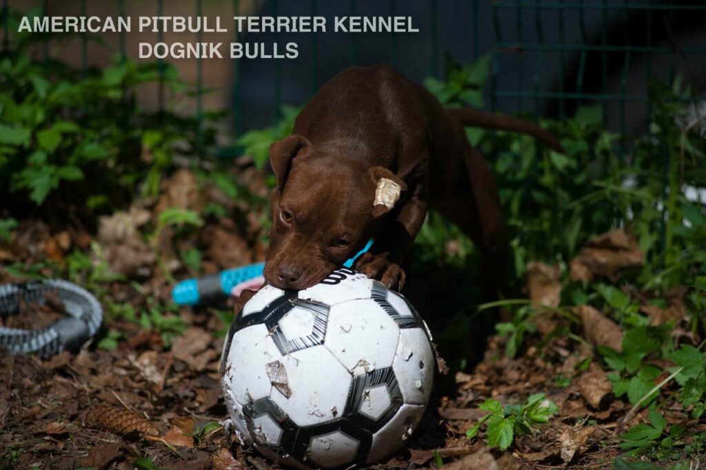 American pitbull terrier kennel "Dognik Bulls" kennel. We have pitbull puppies available now for sale in Europe. Shipping worldwide. With ADBA pedigree