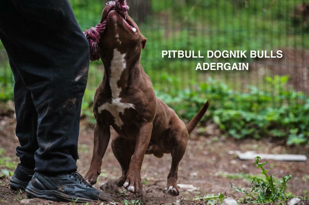 American pitbullterrier Dognik Bulls Adergain. 10 months old. Dewormed, full vaccinated, ADBA pedigree, EU pet passport, microchipped. This pitbull puppy for sale, reday to go. Located in Latvia. Shipping worldwide
