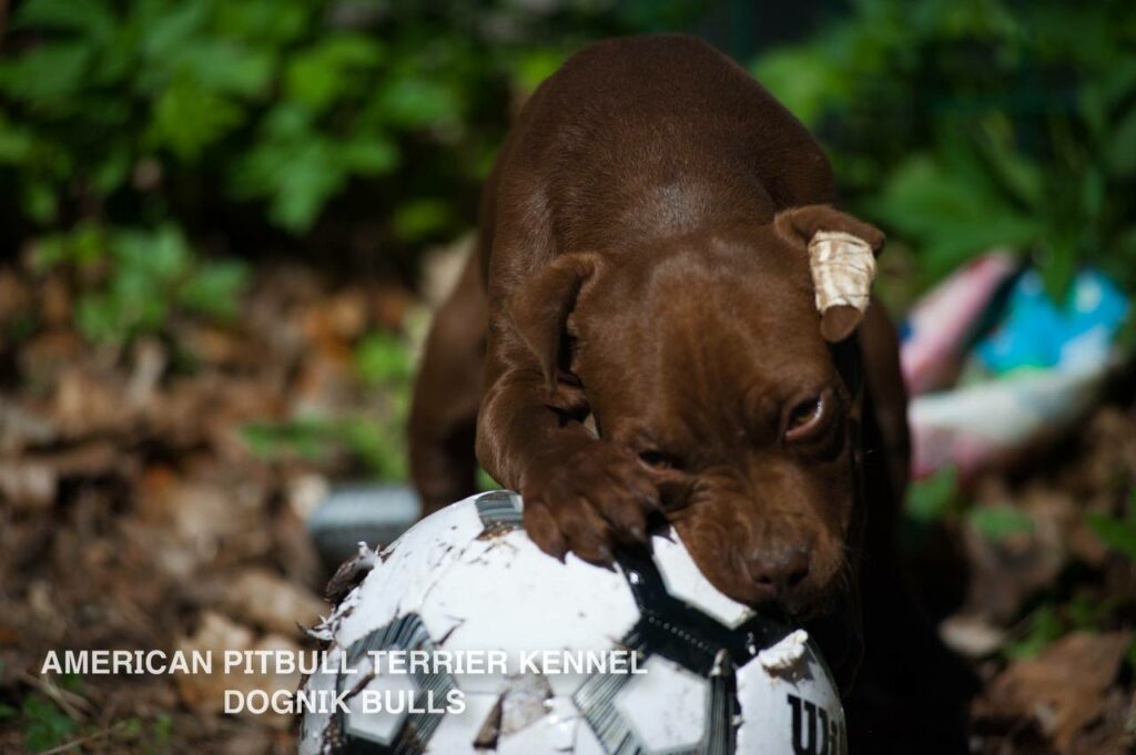 American pitbull terrier kennel "Dognik Bulls" kennel. We have pitbull puppies available now for sale in Europe. Shipping worldwide. With ADBA pedigree