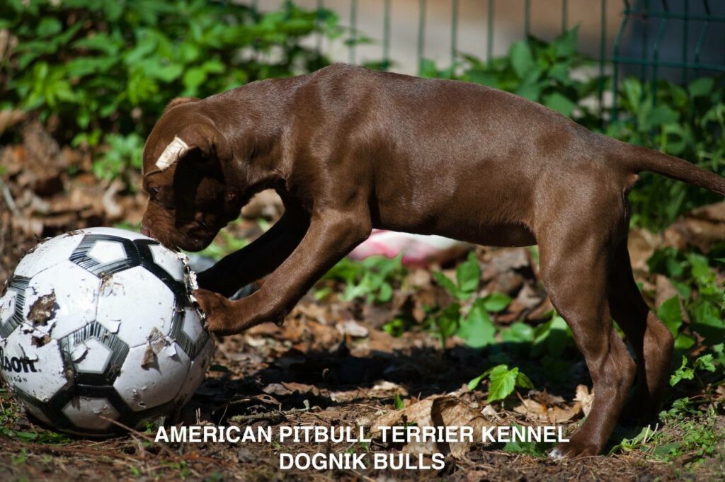 American pitbull terrier kennel "Dognik Bulls" kennel. We have pitbull puppies available now for sale in Europe. Shipping worldwide. With ADBA pedigree