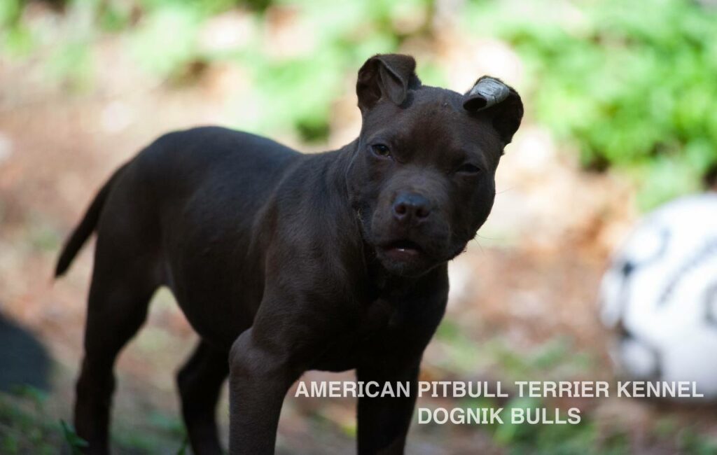 American pitbull terrier kennel "Dognik Bulls" kennel. We have pitbull puppies available now for sale in Europe. Shipping worldwide. With ADBA pedigree