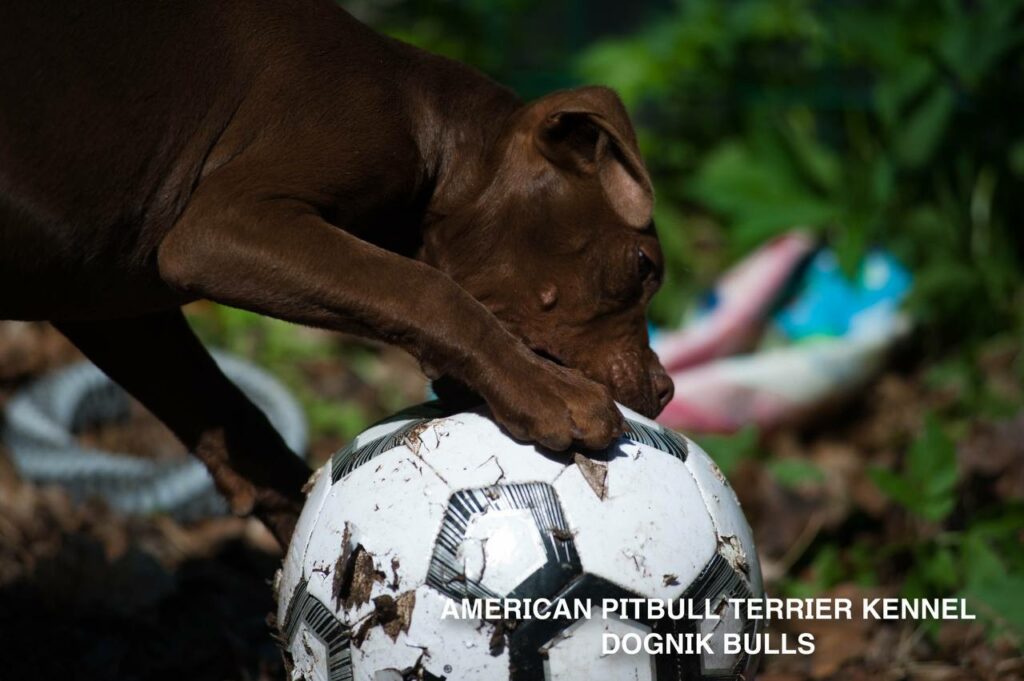 American pitbull terrier kennel "Dognik Bulls" kennel. We have pitbull puppies available now for sale in Europe. Shipping worldwide. With ADBA pedigree