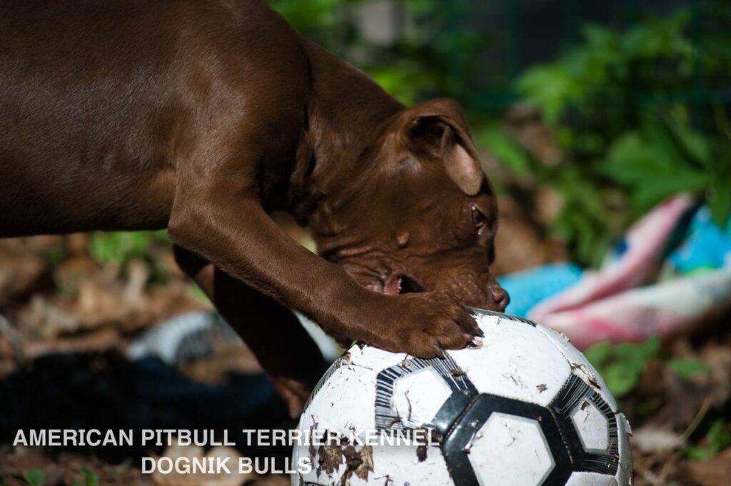 American pitbull terrier kennel "Dognik Bulls" kennel. We have pitbull puppies available now for sale in Europe. Shipping worldwide. With ADBA pedigree