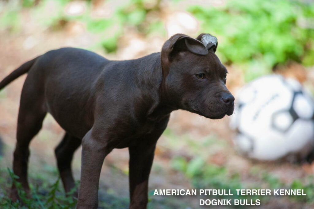 American pitbull terrier kennel "Dognik Bulls" kennel. We have pitbull puppies available now for sale in Europe. Shipping worldwide. With ADBA pedigree