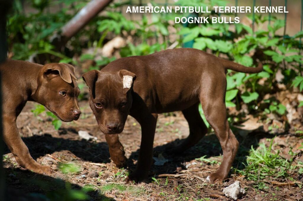 American pitbull terrier kennel "Dognik Bulls" kennel. We have pitbull puppies available now for sale in Europe. Shipping worldwide. With ADBA pedigree