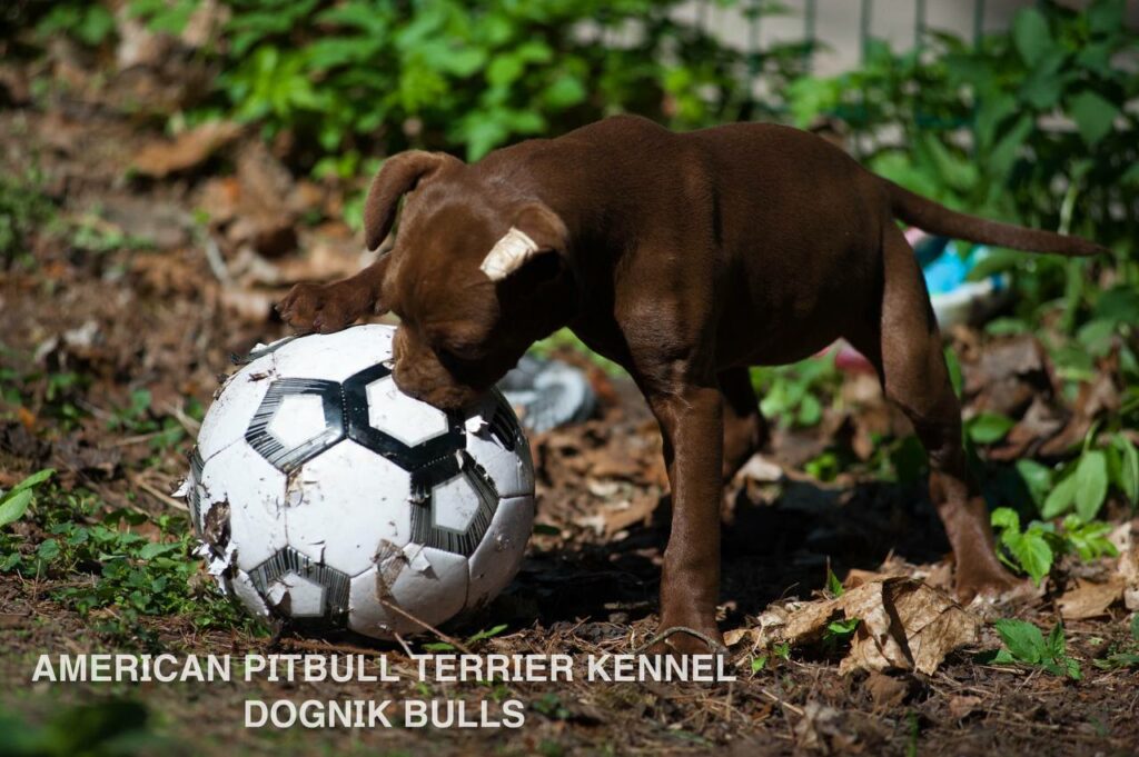 American pitbull terrier kennel "Dognik Bulls" kennel. We have pitbull puppies available now for sale in Europe. Shipping worldwide. With ADBA pedigree