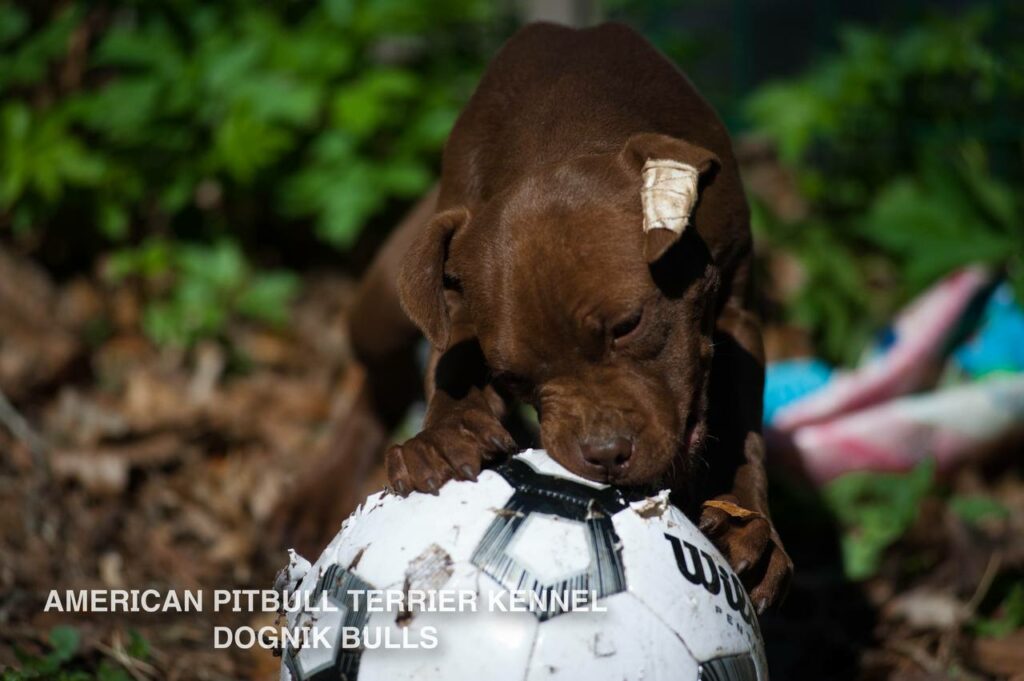 American pitbull terrier kennel "Dognik Bulls" kennel. We have pitbull puppies available now for sale in Europe. Shipping worldwide. With ADBA pedigree
